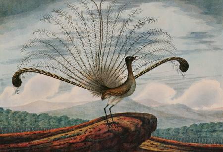 Lyrebird: mamura superba 1813