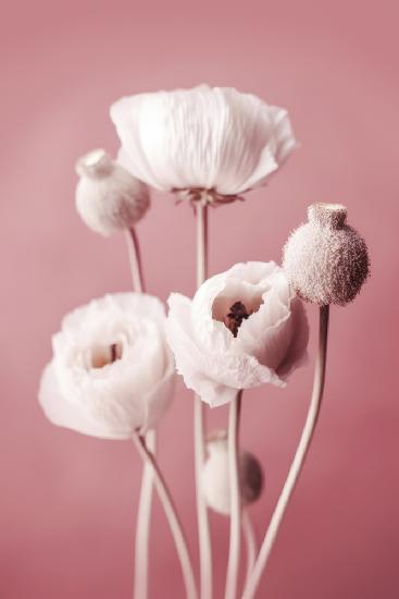 Weiße Mohnblume auf rosa Hintergrund