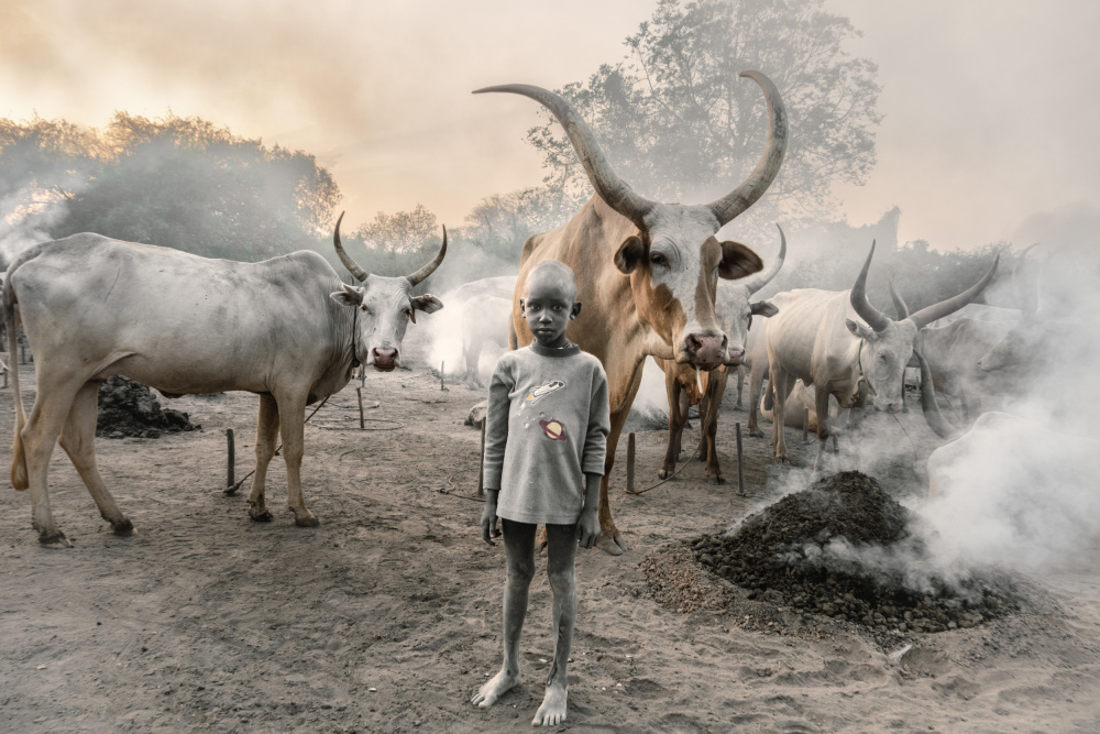 Ein junger Hirte und seine Kühe von Trevor Cole