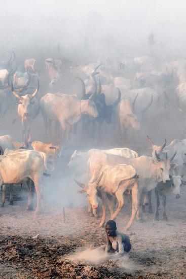 Viehlager in Khartum