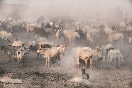 Viehlager in Khartum
