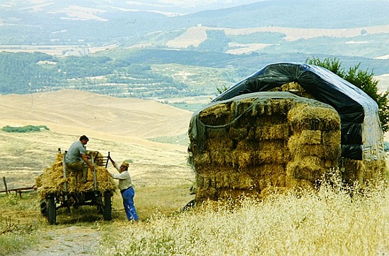 Haymaking at Volterra, Tuscany, Italy, 1999 (photo)  von Trevor  Neal