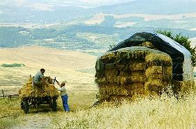 Haymaking at Volterra, Tuscany, Italy, 1999 (photo) 