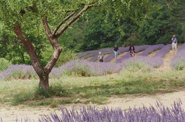 Tree in Lavender Field, in the Grounds of Abbaye Senanque, Provence, France, 1999 (photo)  von Trevor  Neal