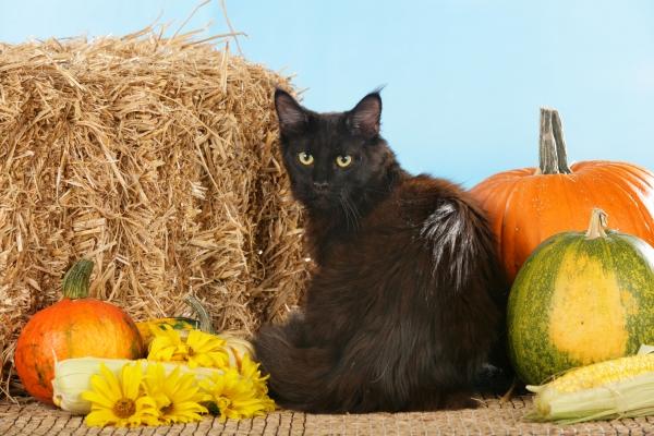 Schwarze Maine Coon Katze vor Stroh von Ulrike Schanz