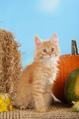 Rotes Maine Coon Kätzchen vor Stroh