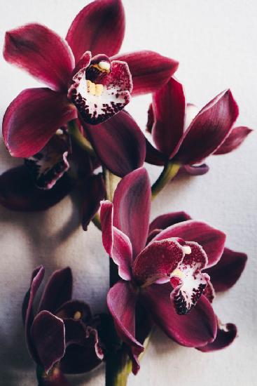 Rote Cymbidium-Orchidee