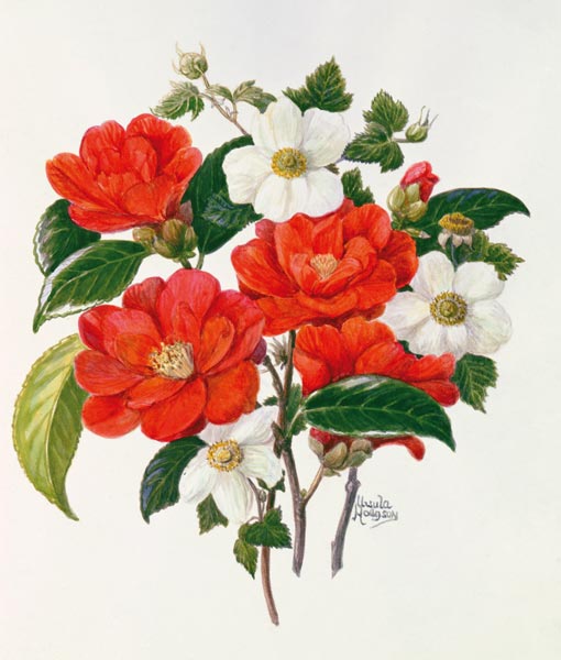 Camellia Adolf Audusson von Ursula  Hodgson