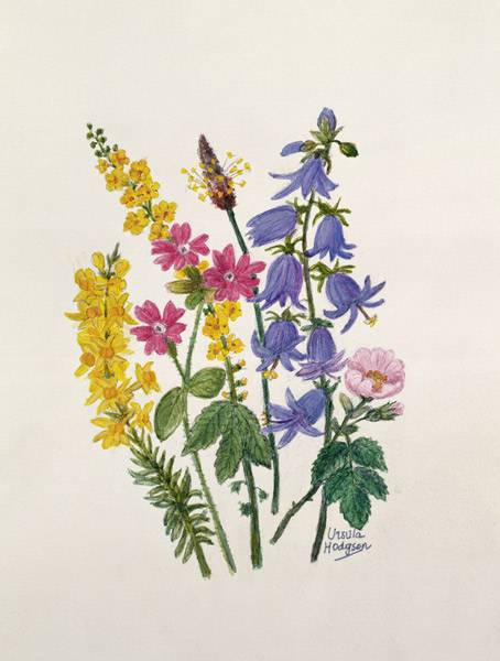 Bluebells, Broom, Herb Robert and other wild flowers (w/c on paper)  von Ursula  Hodgson