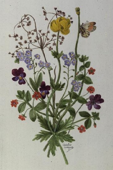 Globe flower and Forget-me-not (w/c on paper)  von Ursula  Hodgson
