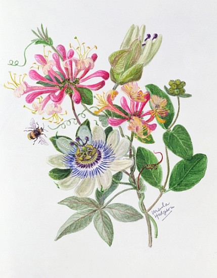 Honeysuckle and Passion flower (w/c on paper)  von Ursula  Hodgson