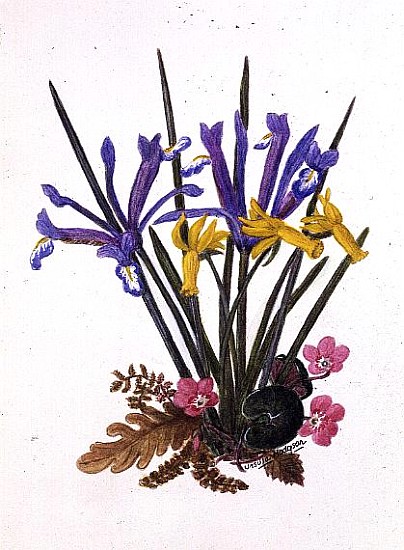 Iris reticulata, Cyclamen and Narcissus cyclamineus (w/c on paper)  von Ursula  Hodgson