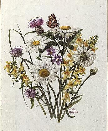 Knapweed, Ox-eye Daisy and Toad Flax (w/c on paper)  von Ursula  Hodgson
