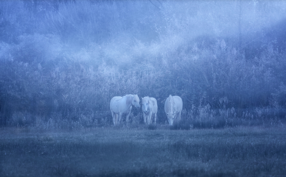 weiße Pferde von Uschi Hermann