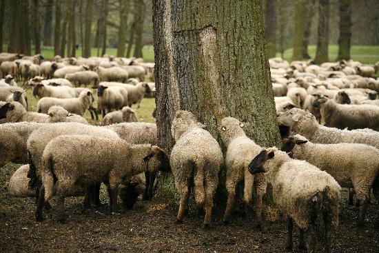 Schafe von Uwe Zucchi