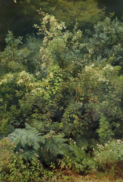 Hops and Ferns in Woodland von Valentin Ruths