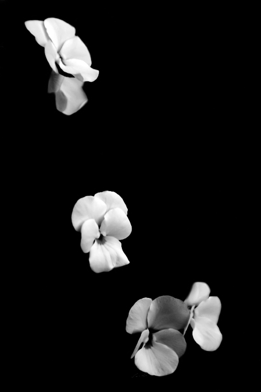 Blüten von Carmen Varo