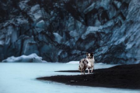 Hunde von Island
