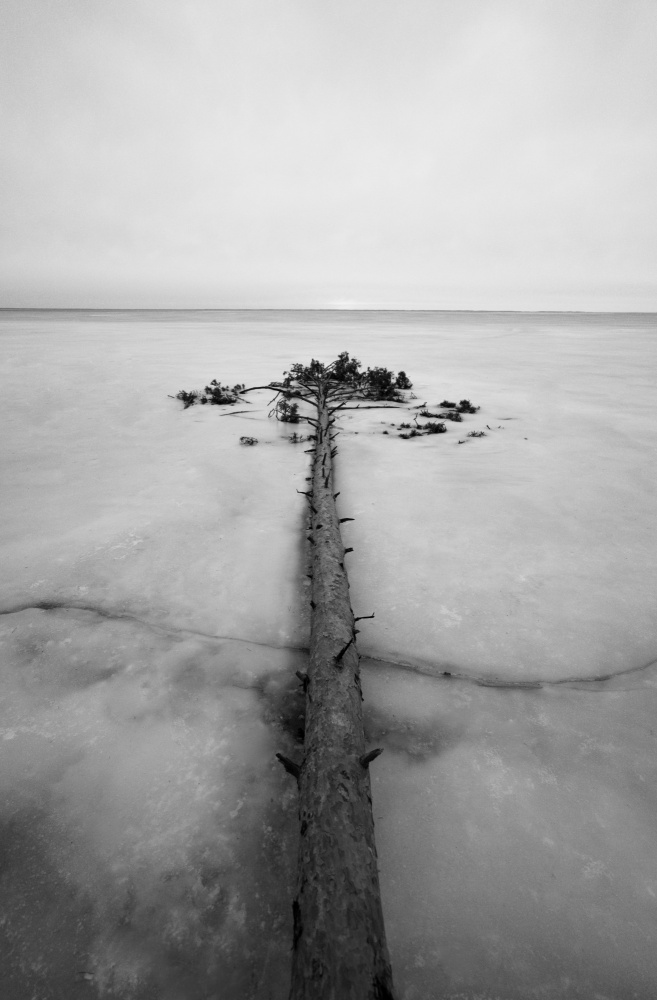 Baum im Eis von Viacheslav Haidei