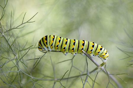 Papilio polyxenes Raupe
