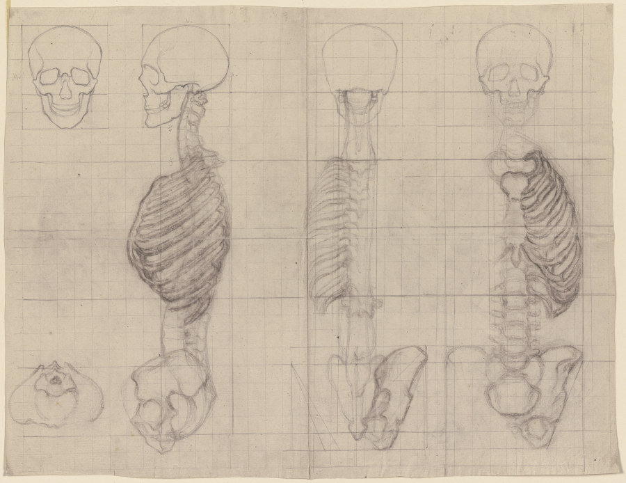 Studien nach dem menschlichen Skelett von Victor Müller