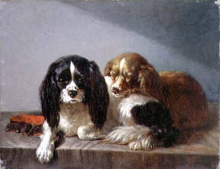 King Charles Spaniels von Vincent de Vos