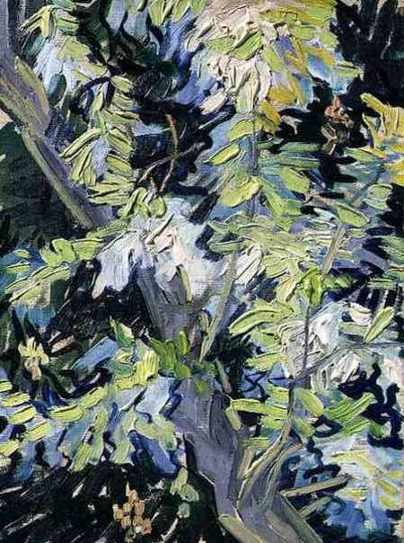 Acacia in Flower von Vincent van Gogh