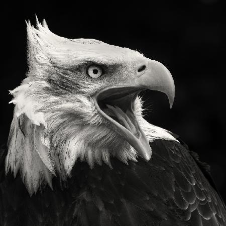 Der amerikanische Adler