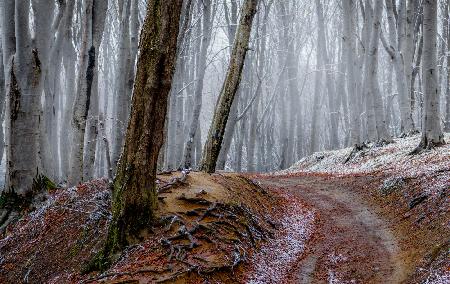 Wald zwischen Herbst und Winter mit rostigen Blättern und einem führenden Weg