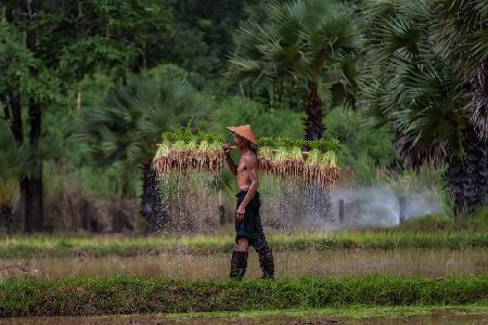 In der Regenzeit pflanzen Bauern Reis an