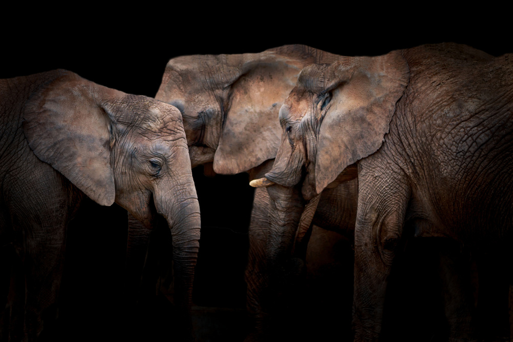 Elefanten von Vitor Martins