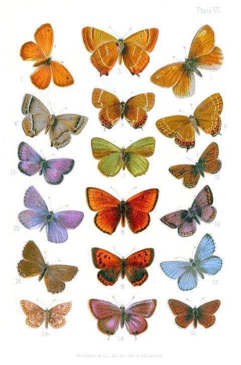 British butterflies von Vittorio Zecchin