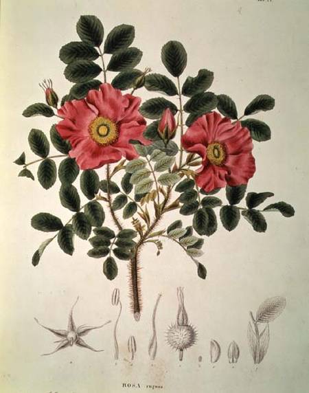 Rosa rugosa, from 'Flora Japonica', Vol 1 von von Siebold and Zuccarini