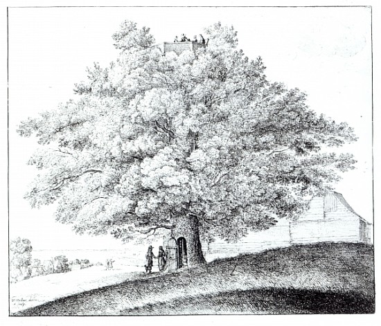 Hollow Tree at Hampstead von Wenceslaus Hollar