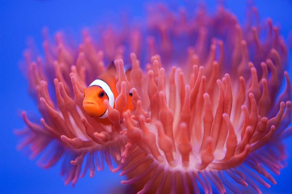 Finding Nemo von Wendy