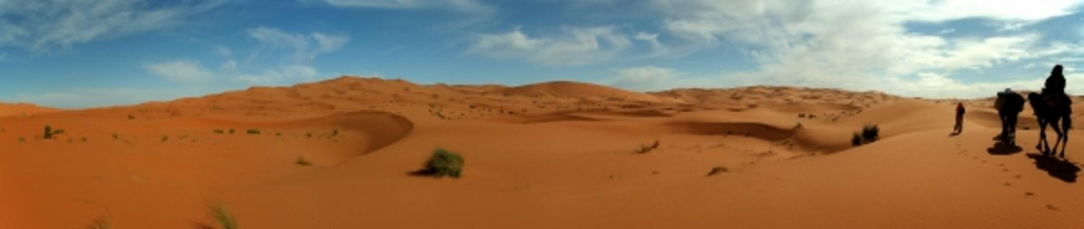Kamele in der Wüste von Werner Moser