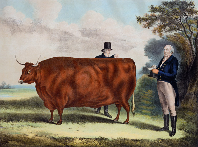 Portrait of Mr T.W. Coke Esq. and Clerk Hilliard Esq. with a North Devon Ox (colour engraving) von W.H. Davis