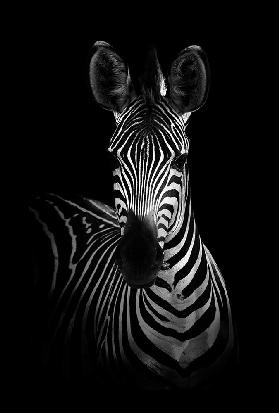 Das Zebra