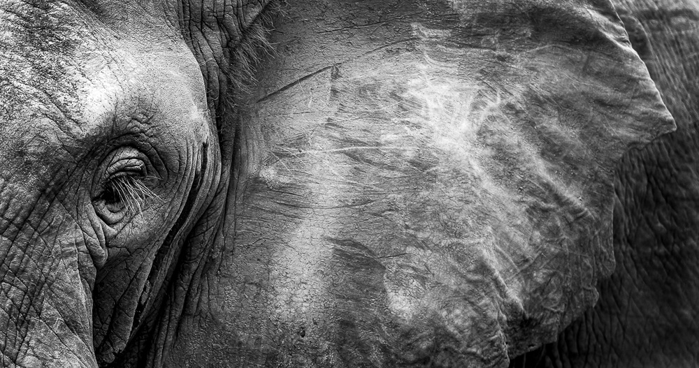 Elefantengesicht von WildPhotoArt
