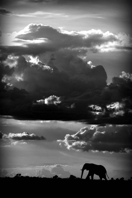 He walks under an African Sky von WildPhotoArt