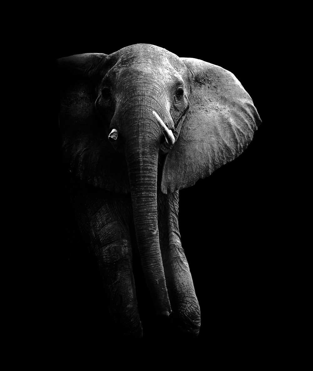 Elephant! von WildPhotoArt