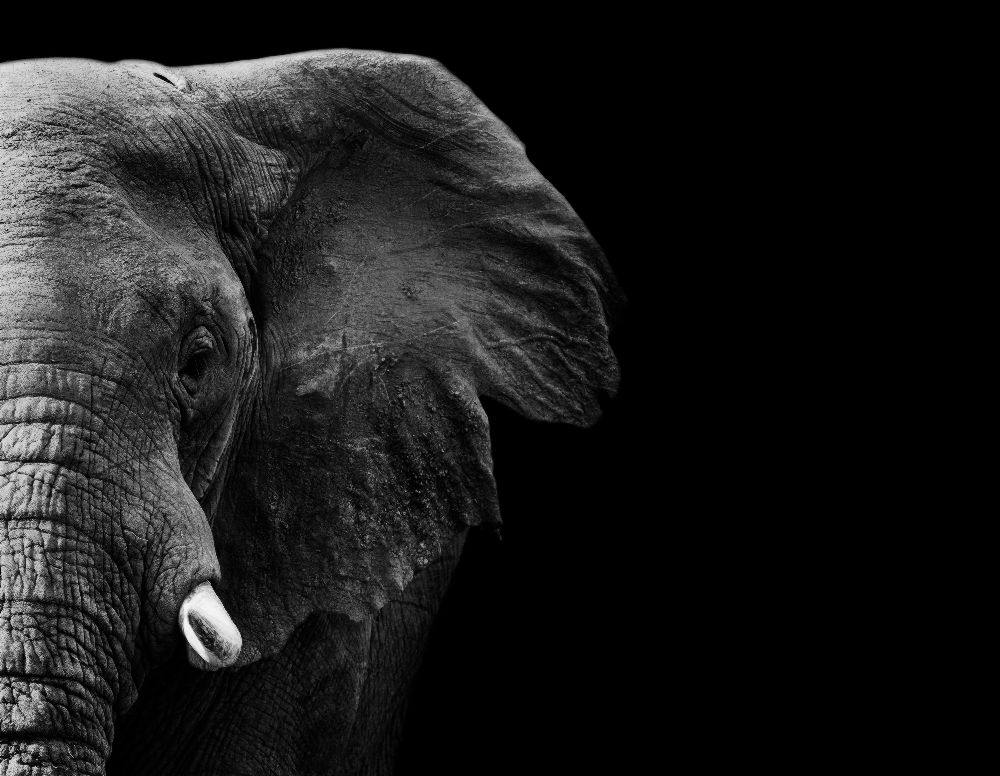 Elefant von WildPhotoArt