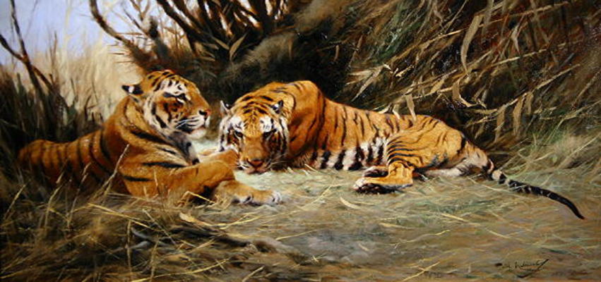 Siberian Tigers, 1913 (oil on canvas) von Wilhelm Kuhnert