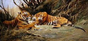 Siberian Tigers, 1913 (oil on canvas) 1780