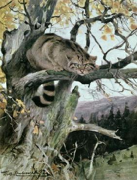 Wildcat in a Tree, 1902 (colour litho) 1780