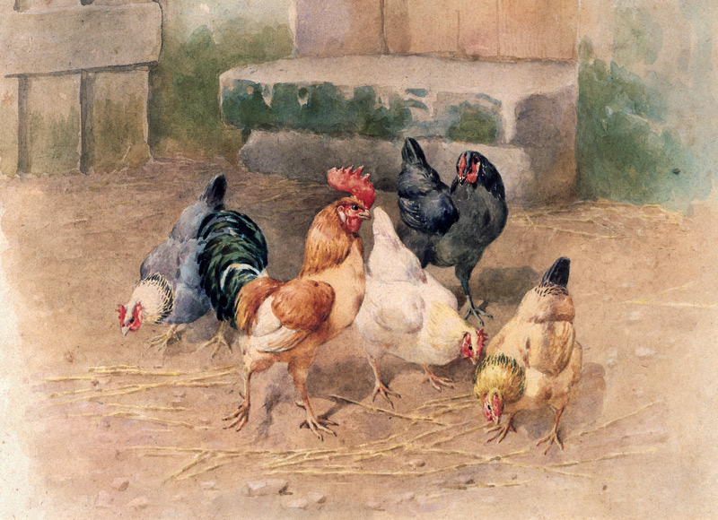 Chickens (w/c with bodycolour on paper) von William Baptiste Baird