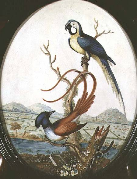 Lyrebird and Jay von William Hayes