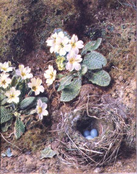 Primroses and Bird's Nest with Three Blue Eggs von William Henry Hunt
