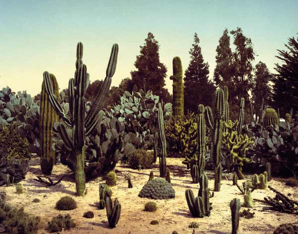 Cactus Garden / California / Photo, 1902 von William Henry Jackson
