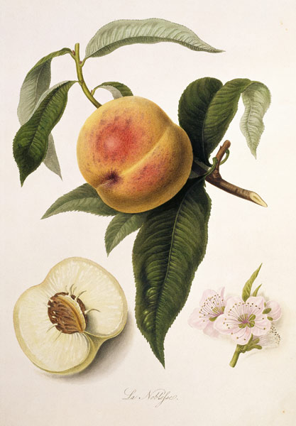 Noblesse Peach von William Hooker